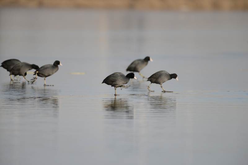 水鸟浅滩觅食图片