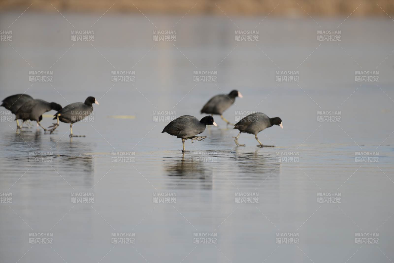 水鸟浅滩觅食图片
