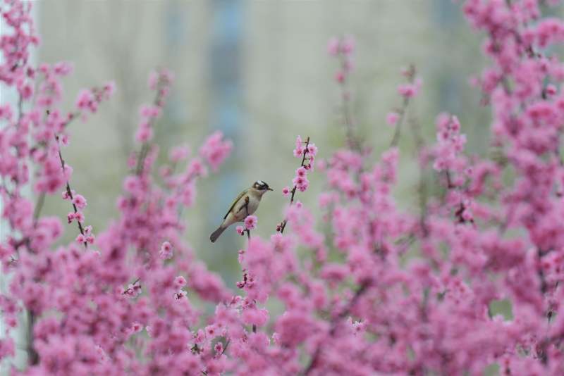 春鸟栖花枝图片