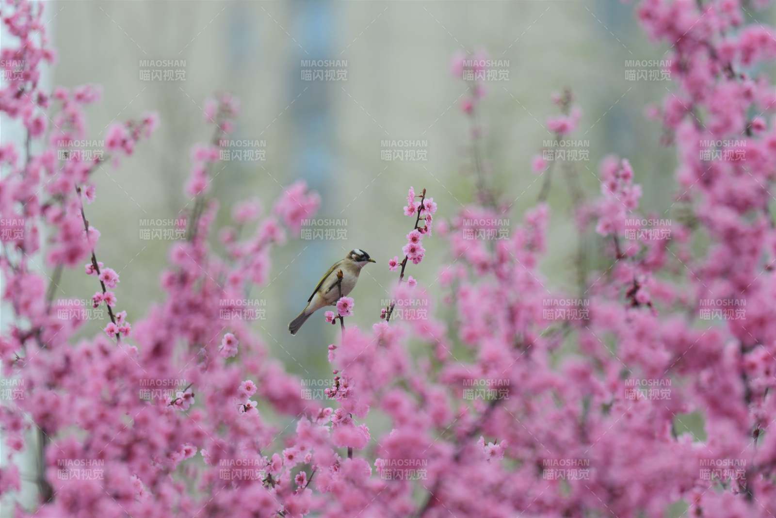 春鸟栖花枝图片