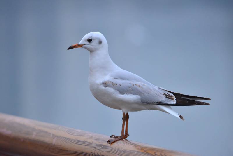 海鸥栖息木栏图片