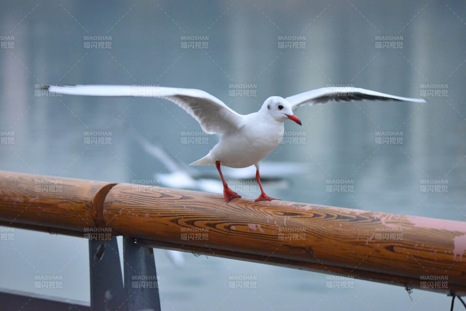 海鸥栖木栏图片