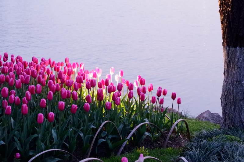 湖畔粉红郁金香图片