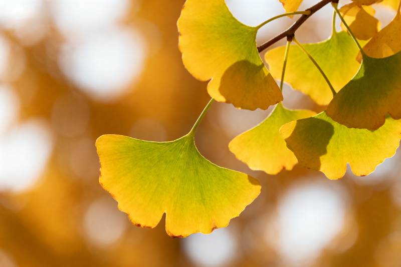 银杏叶秋色图片