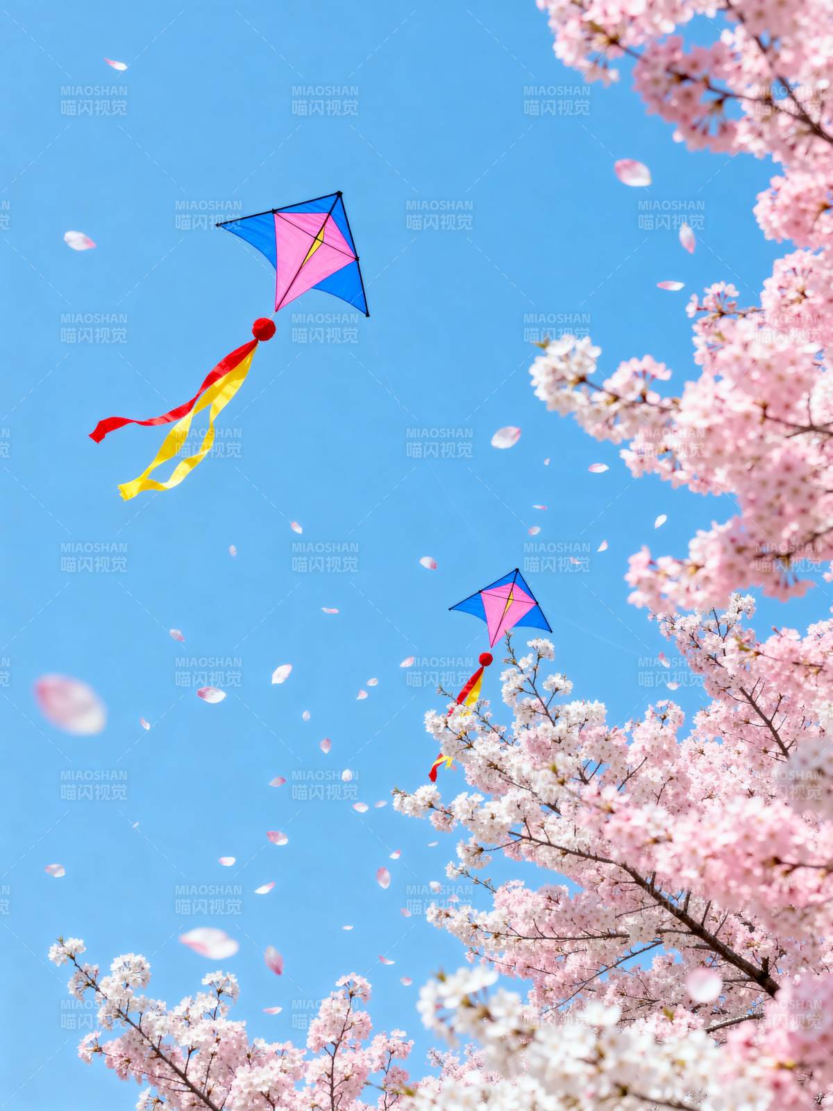 樱花飞鸢春意浓图片