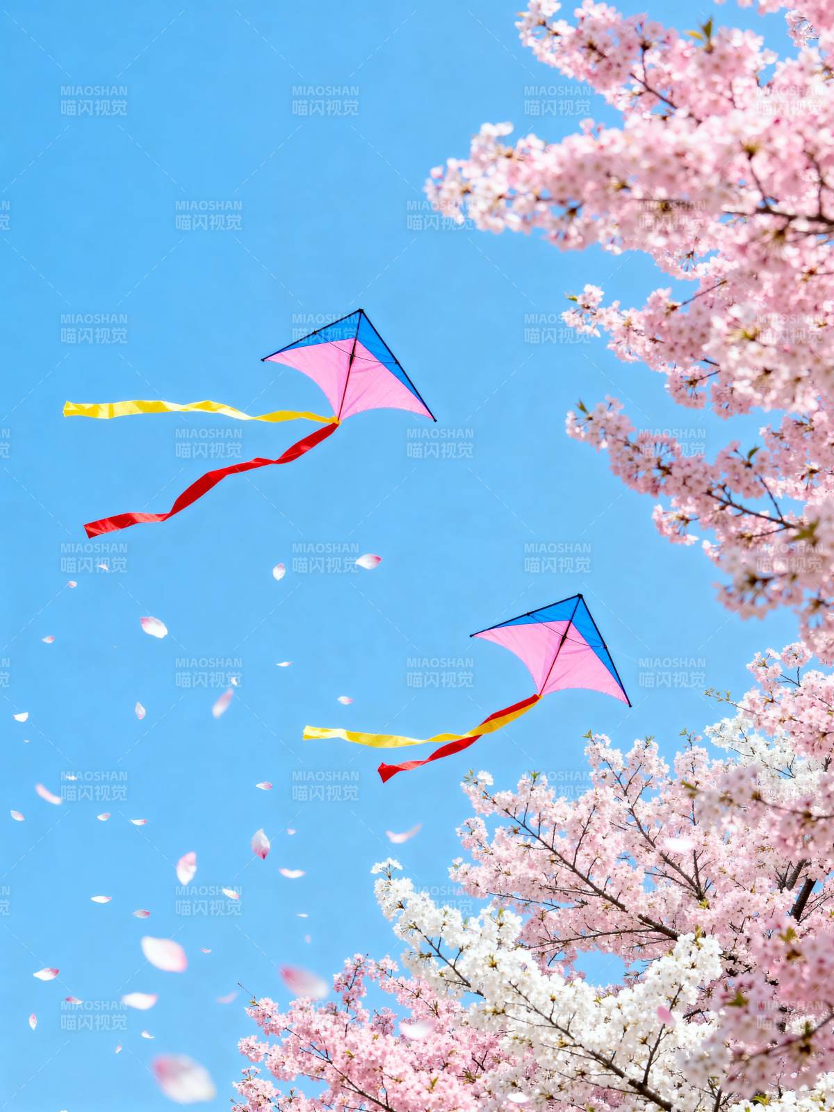 风筝飞舞樱花飘图片