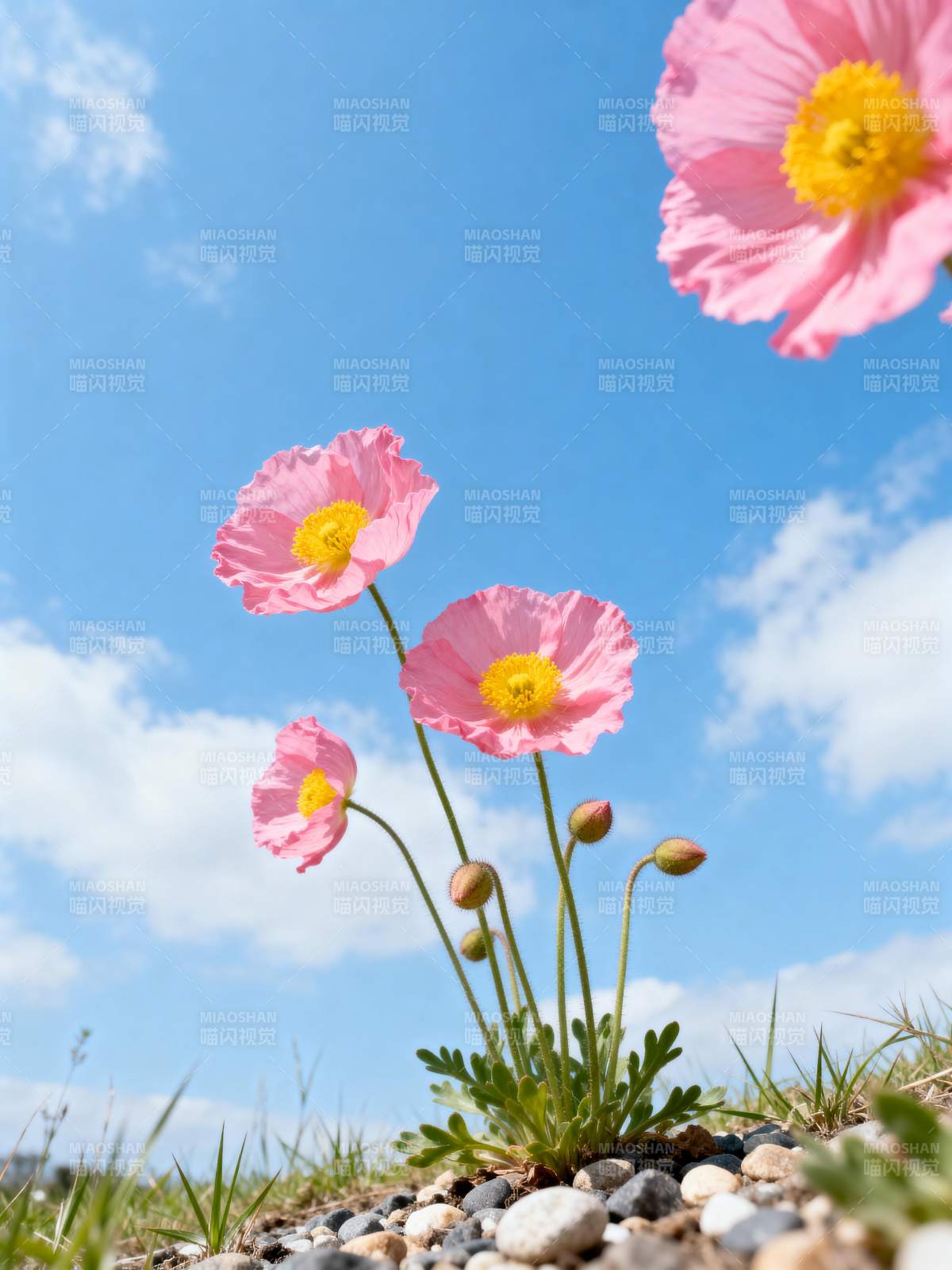 粉花迎风绽放图片