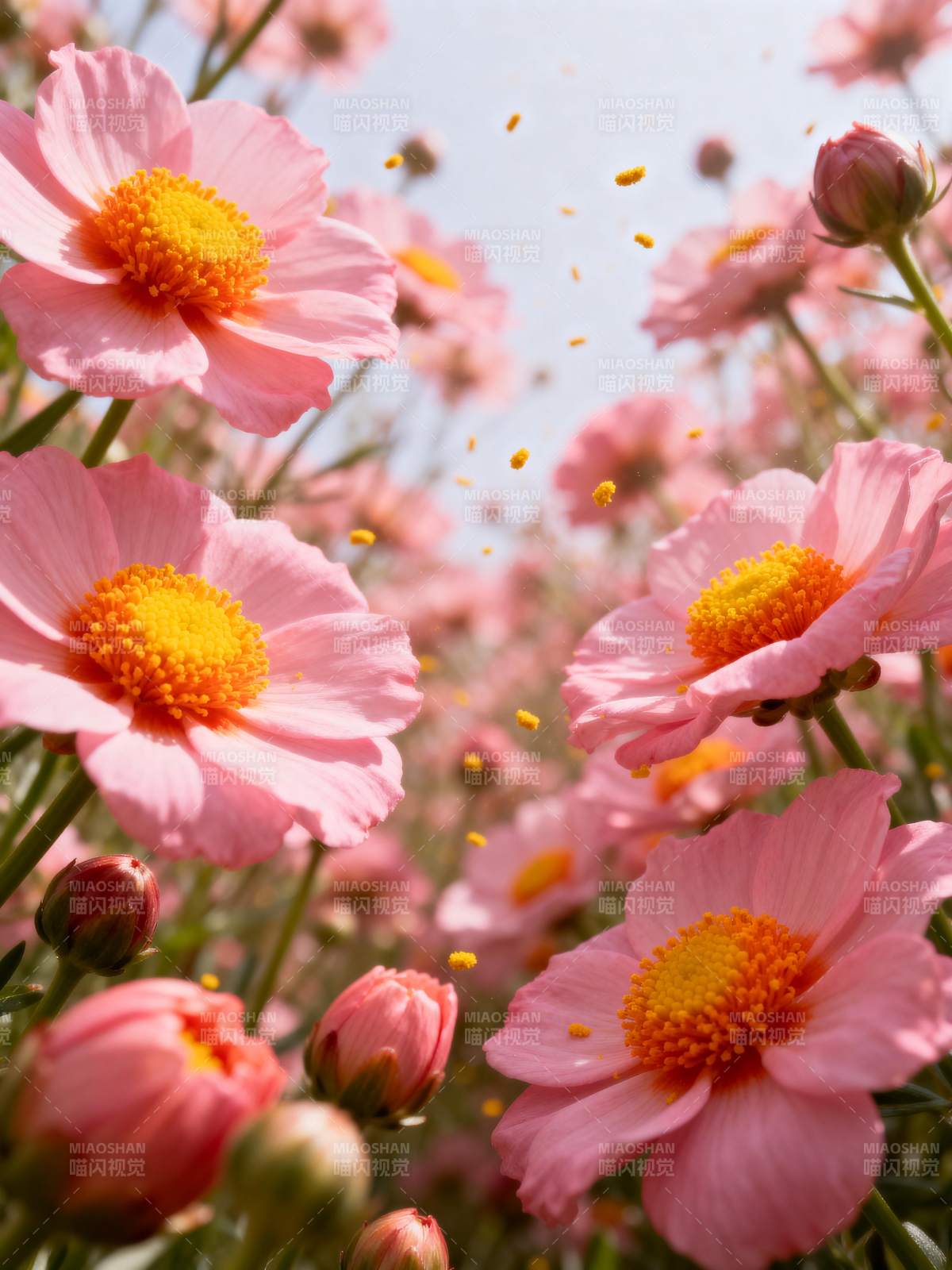 粉花绽放 春意盎然图片