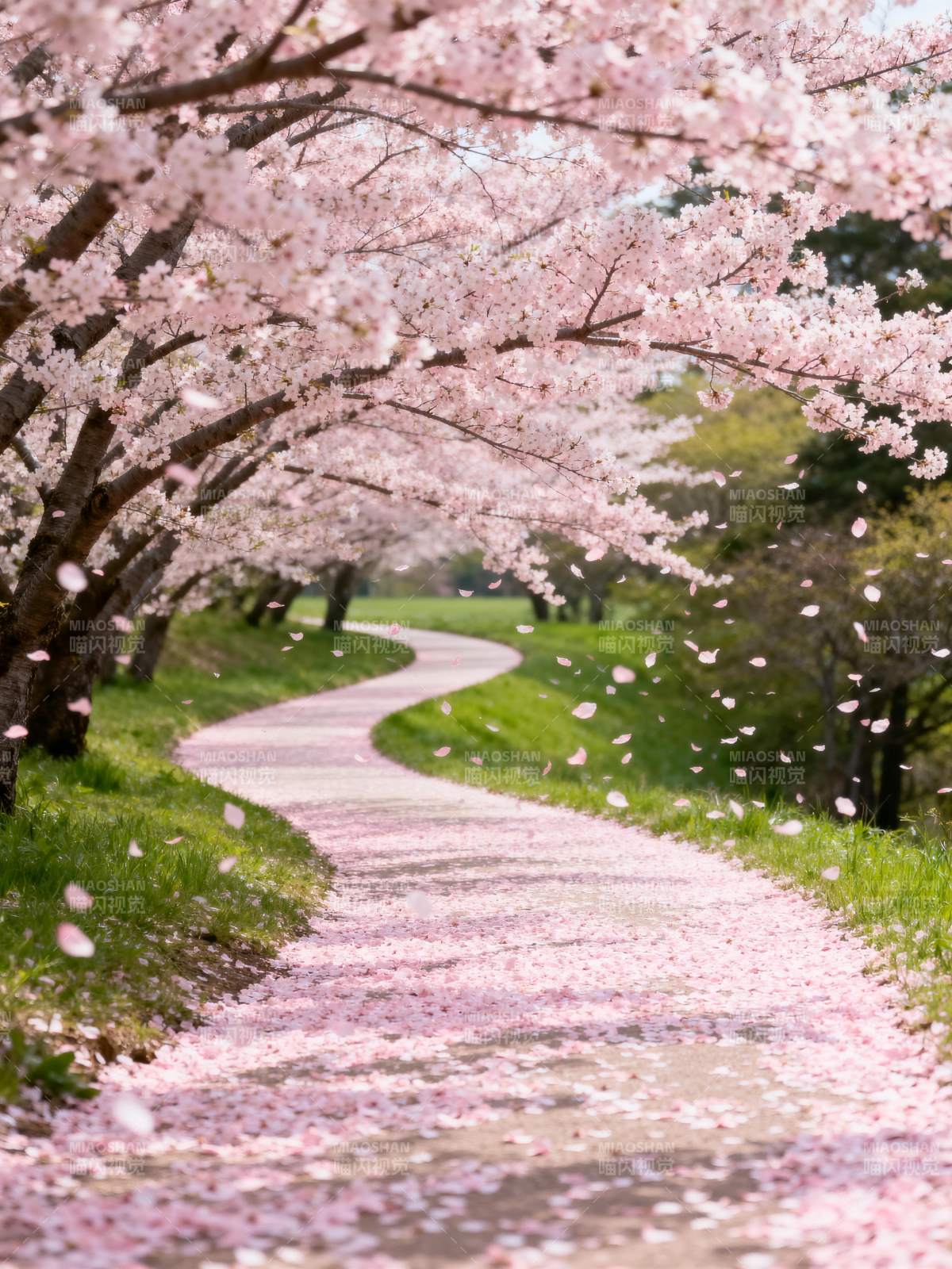 樱花小径图片