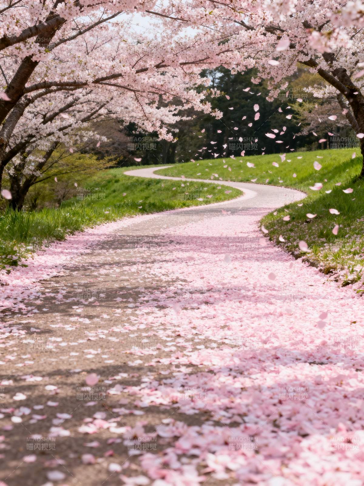 樱花满径春意浓图片