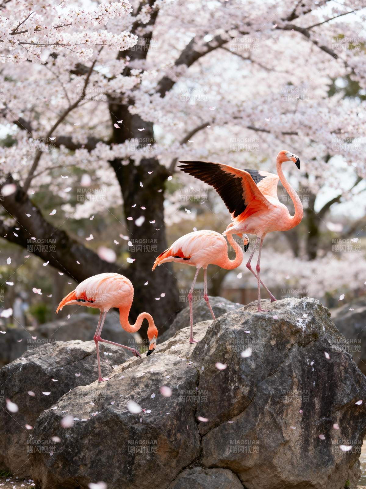 樱花下的粉红火烈鸟图片