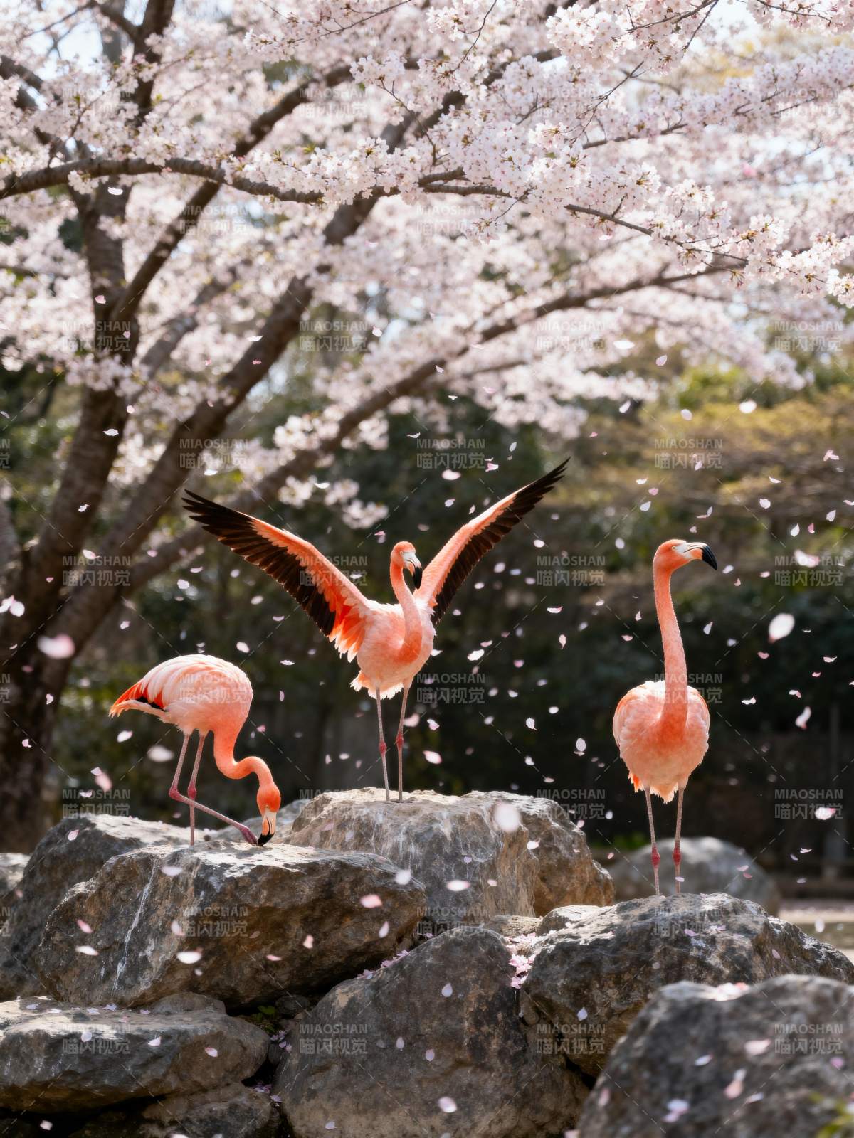 樱花下的粉红火烈鸟图片