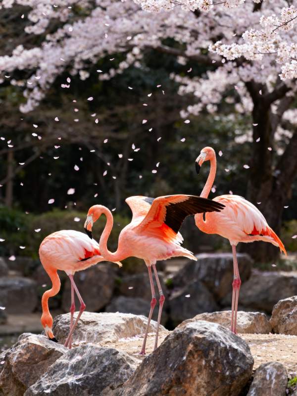 粉红火烈鸟赏樱图片