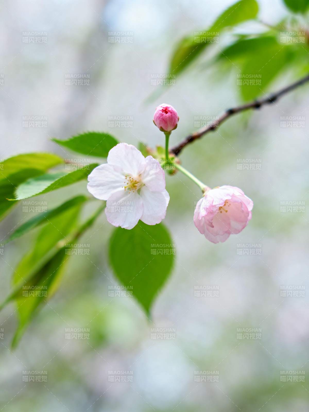 樱花绽放春意浓图片