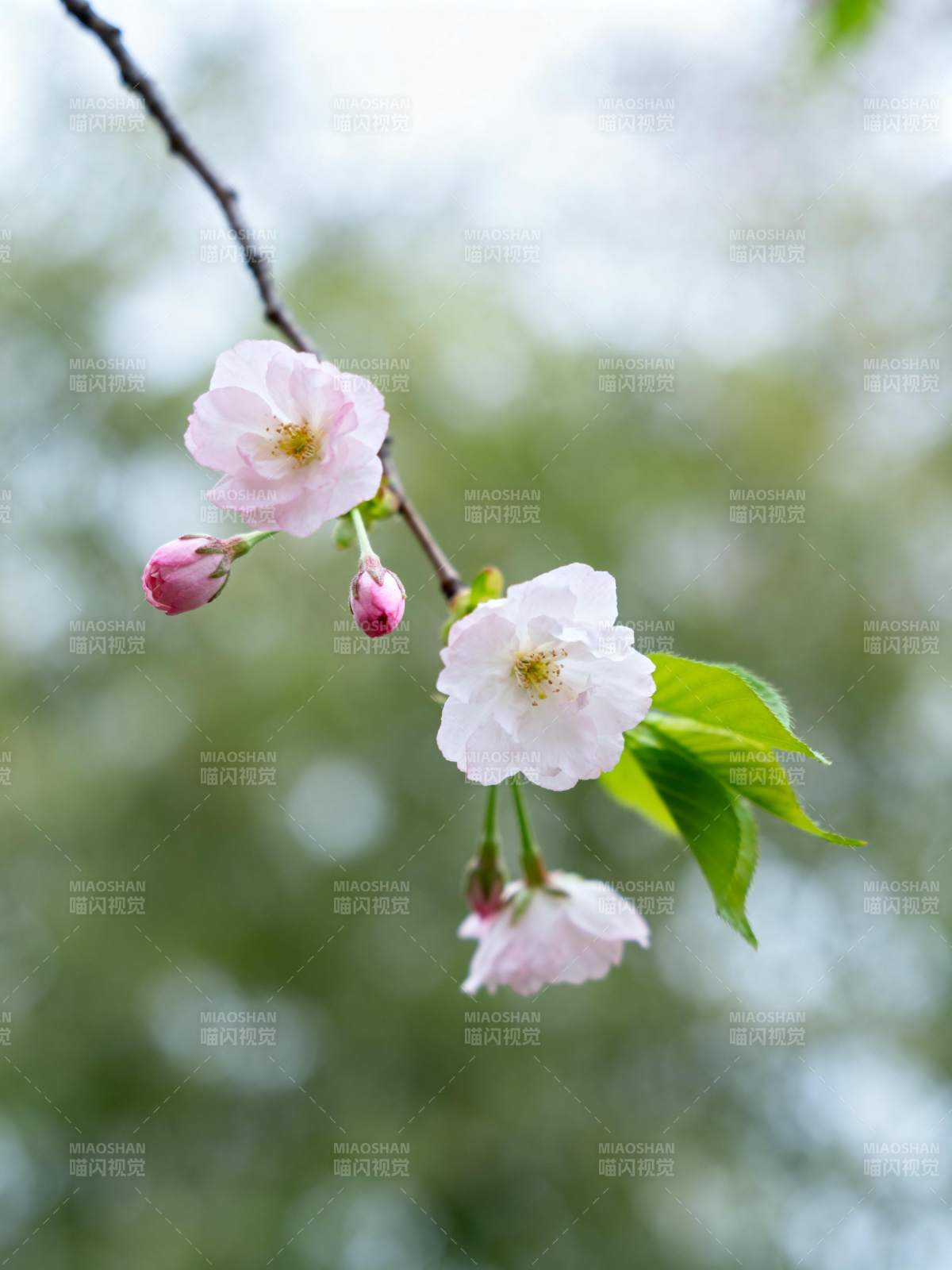 樱花绽放枝头图片