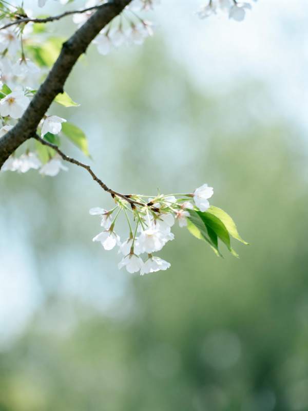 樱花绽放枝头图片