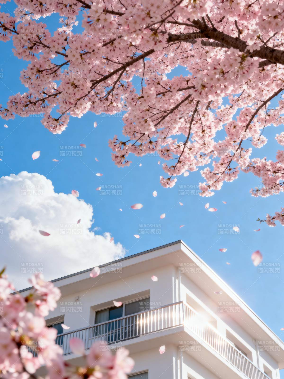 樱花飘落春意浓图片