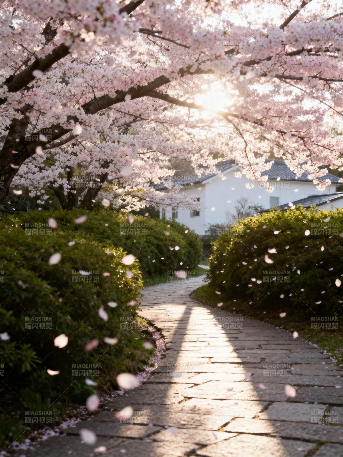 樱花小径春意浓图片