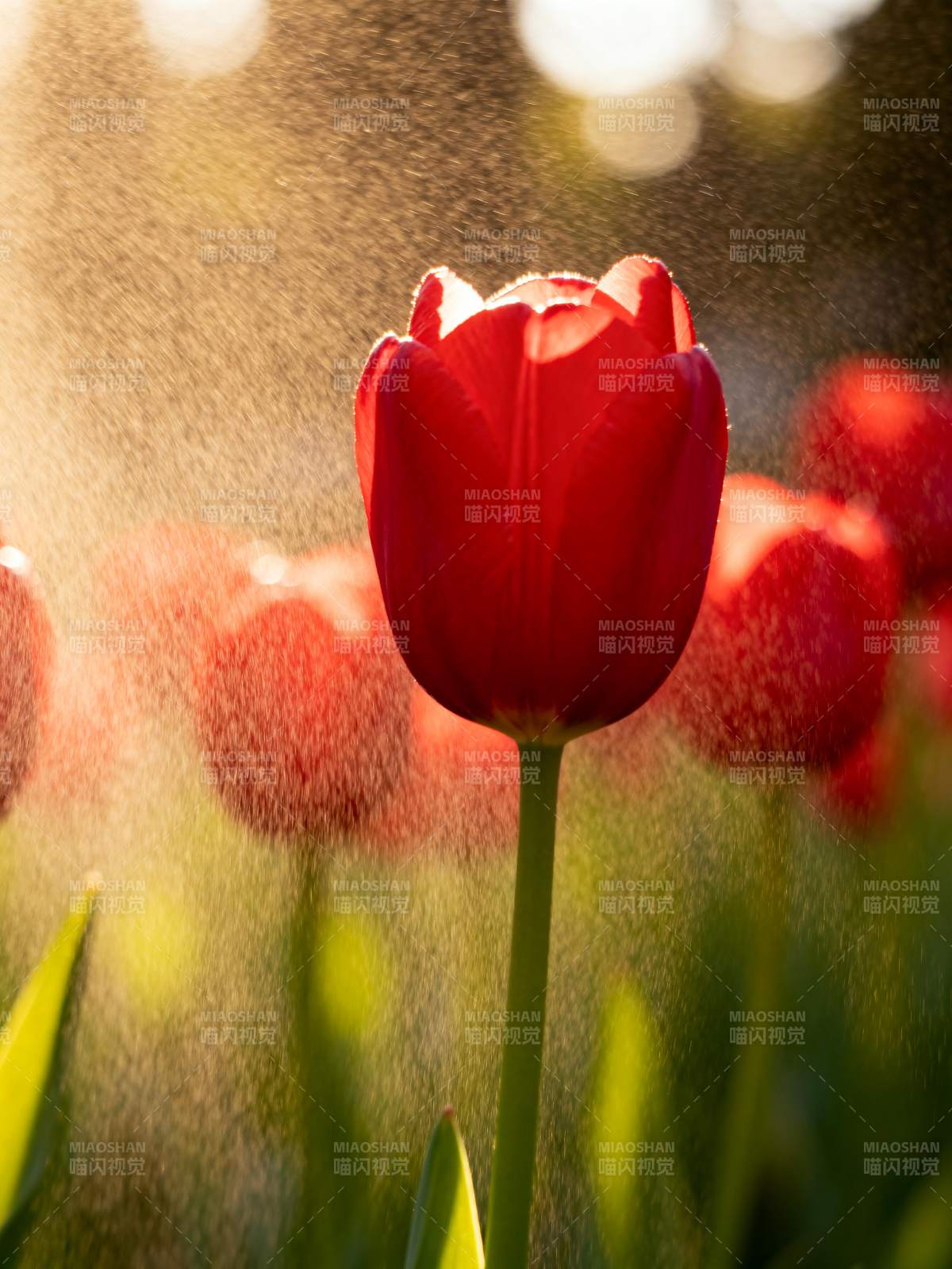 晨光中的红郁金香图片