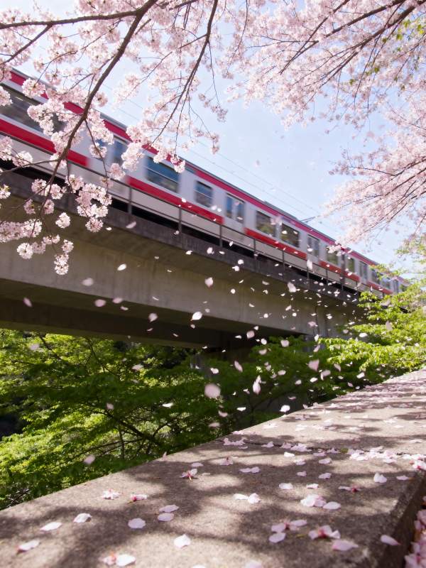 樱花下的列车图片