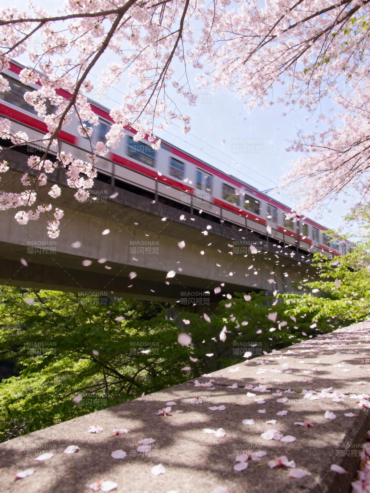 樱花下的列车图片
