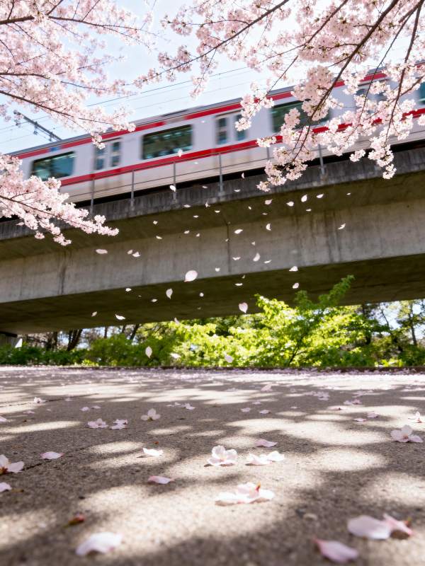 樱花飘落 列车驶过图片