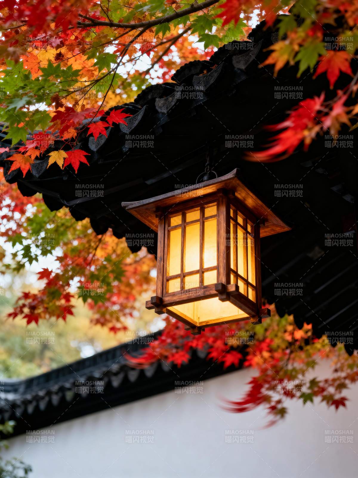 秋枫映灯影图片