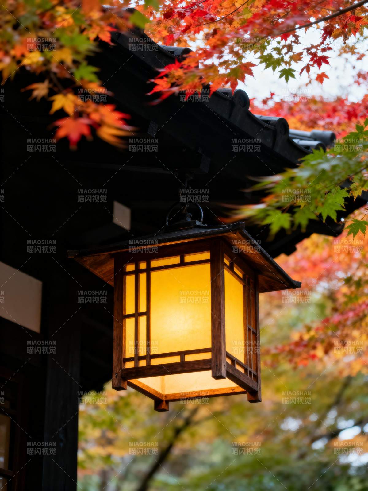 秋灯映枫图片
