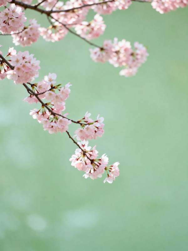 樱花绽放春意浓图片