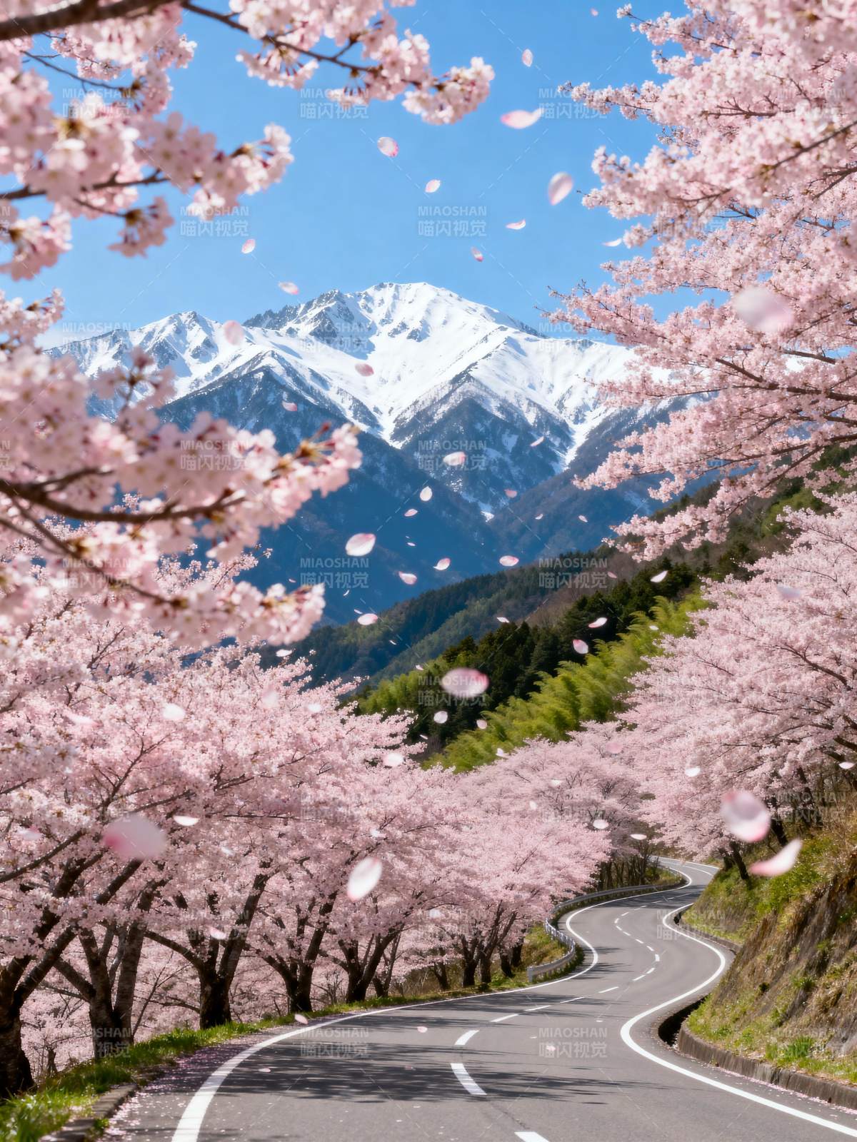 樱花大道 雪山映衬图片