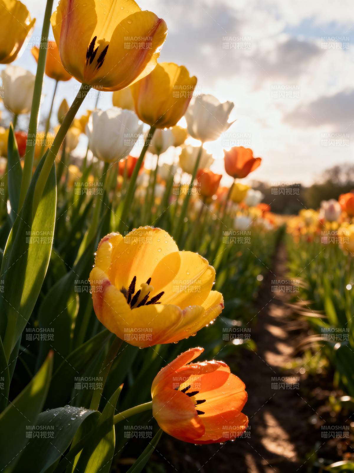春日花海绽放图片