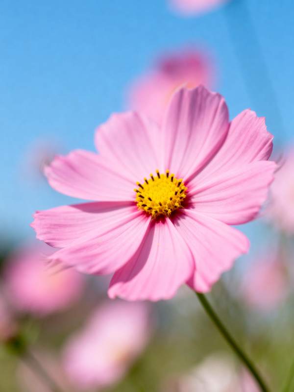 粉花迎风绽放图片