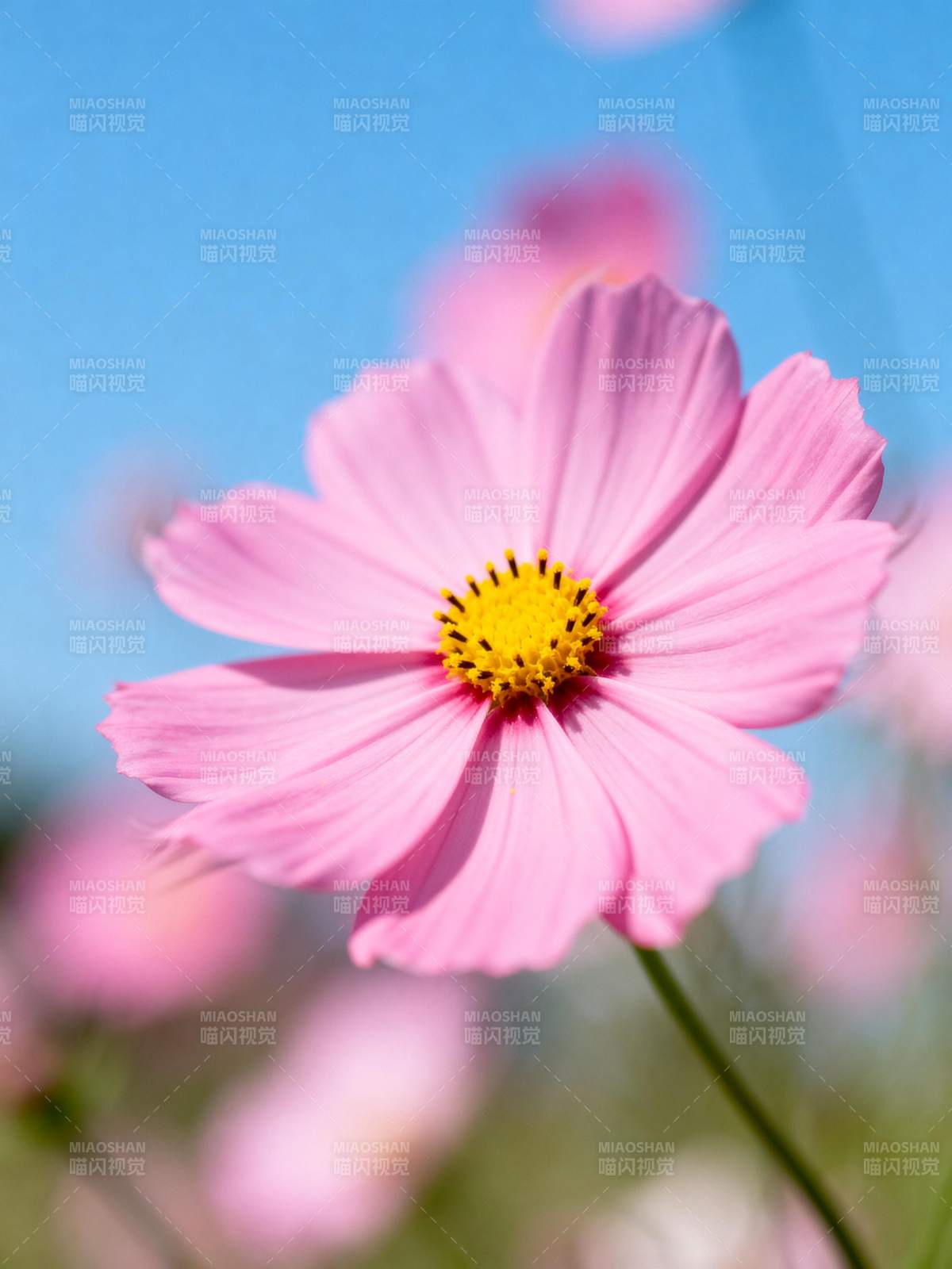 粉花迎风绽放图片