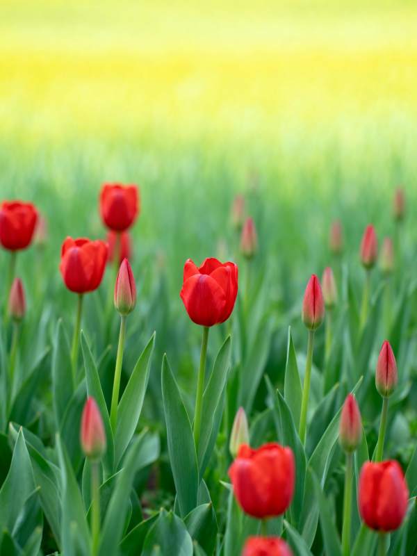 红郁金香绽放图片