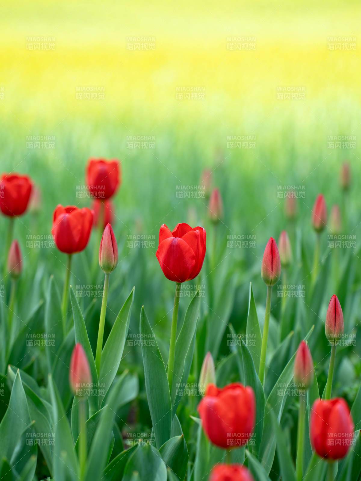 红郁金香绽放图片