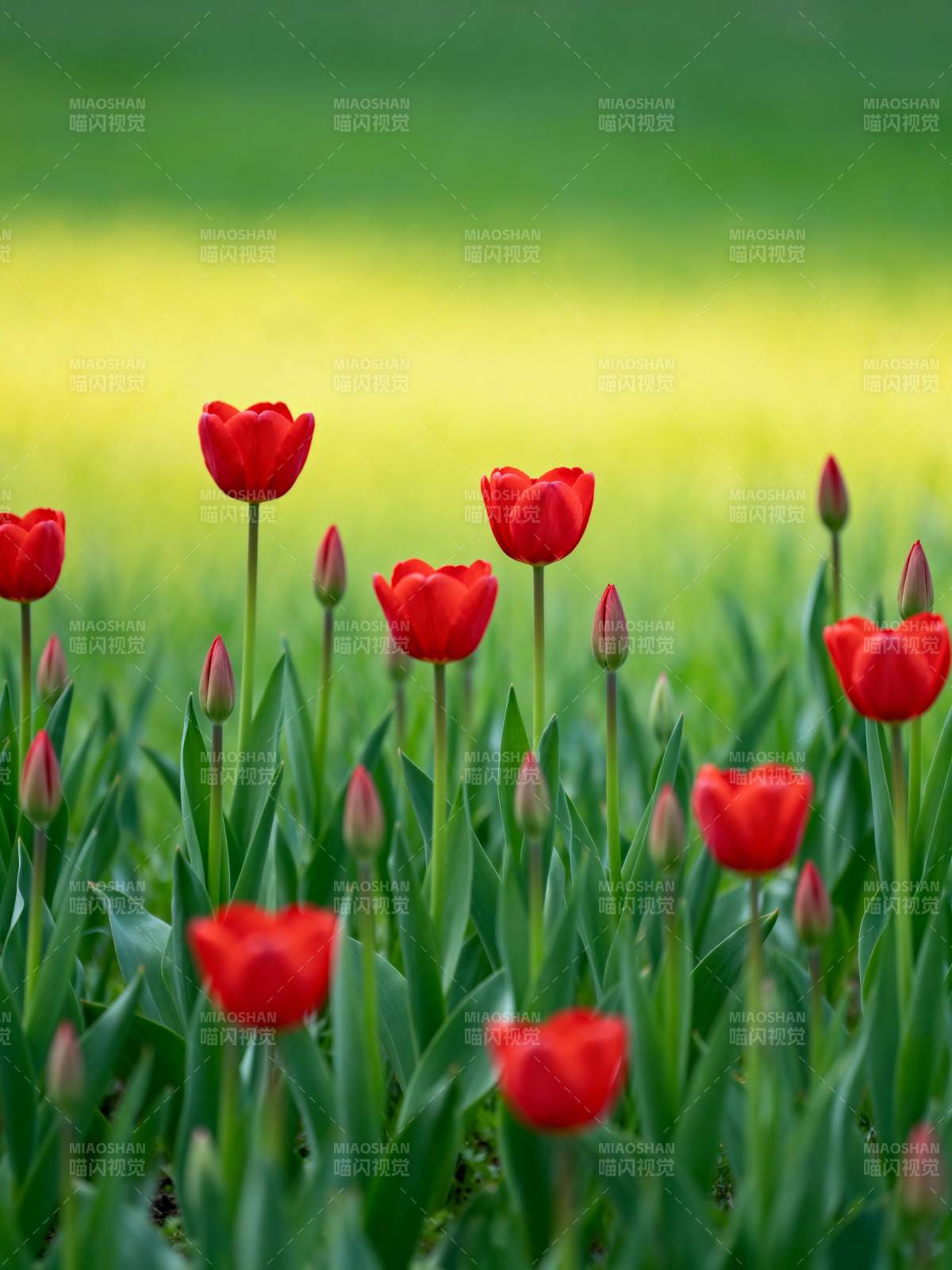 红郁金香绽放图片