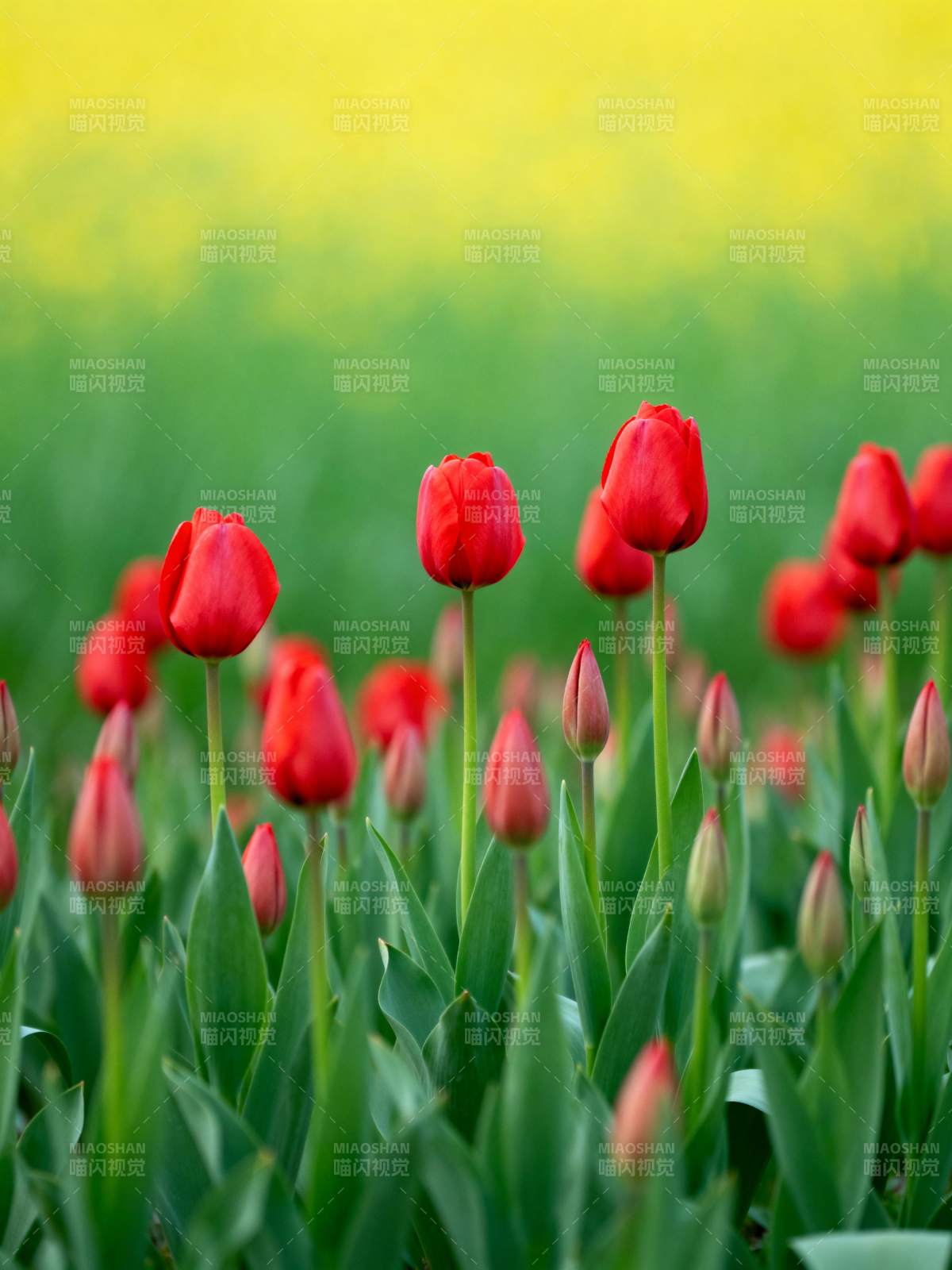红郁金香花海图片
