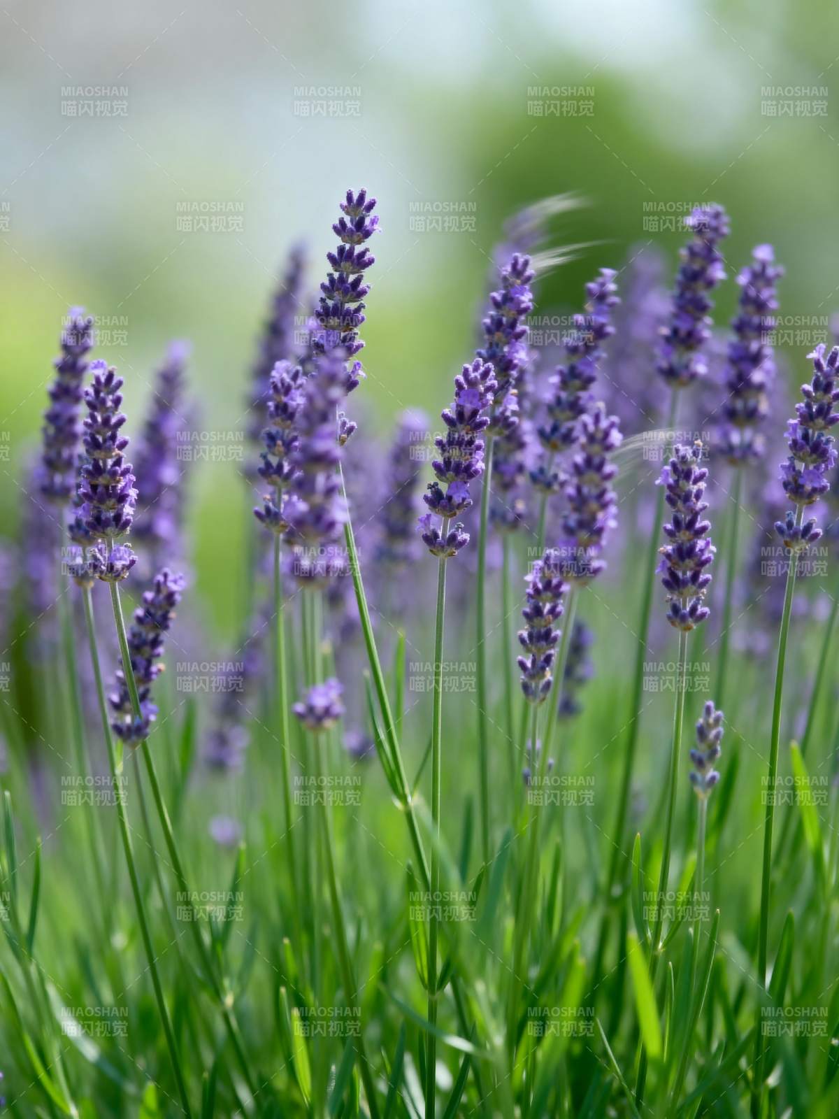 薰衣草花海图片