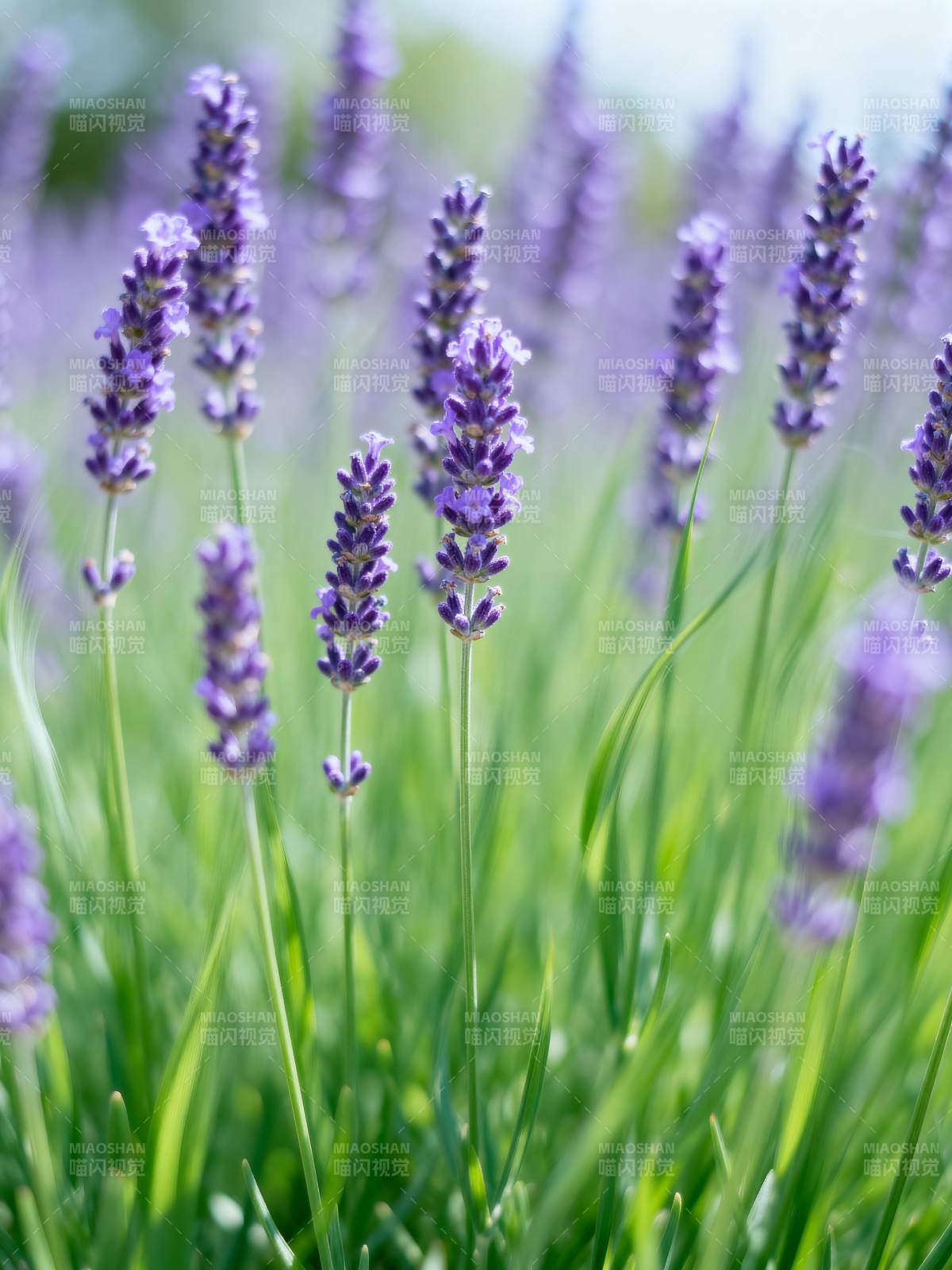 薰衣草花海图片