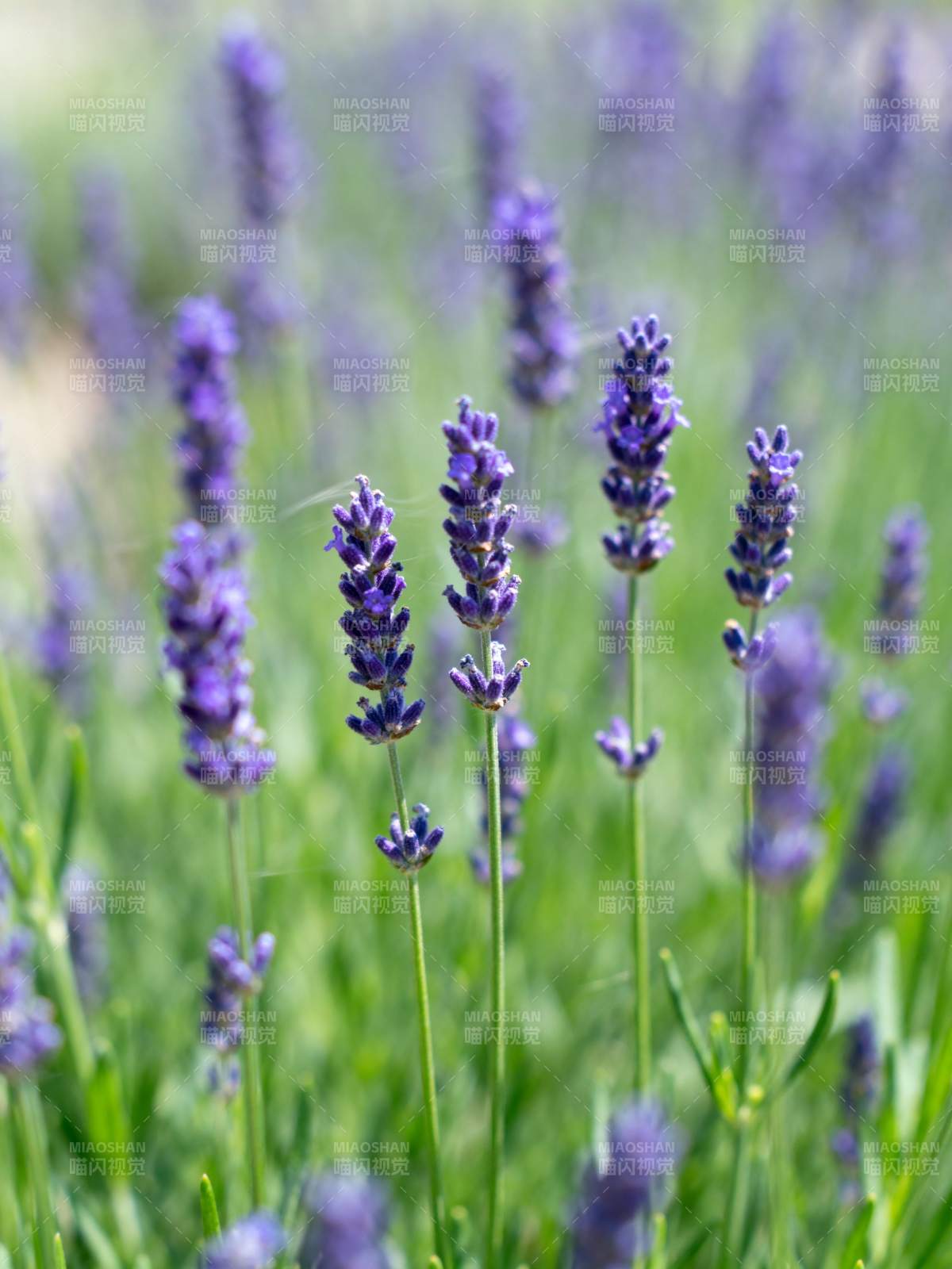 薰衣草花海图片