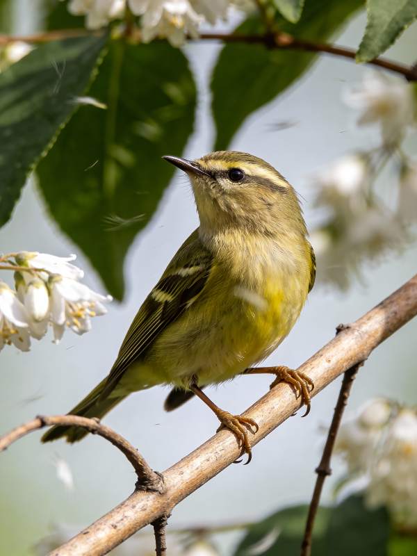 黄眉柳莺栖枝头图片