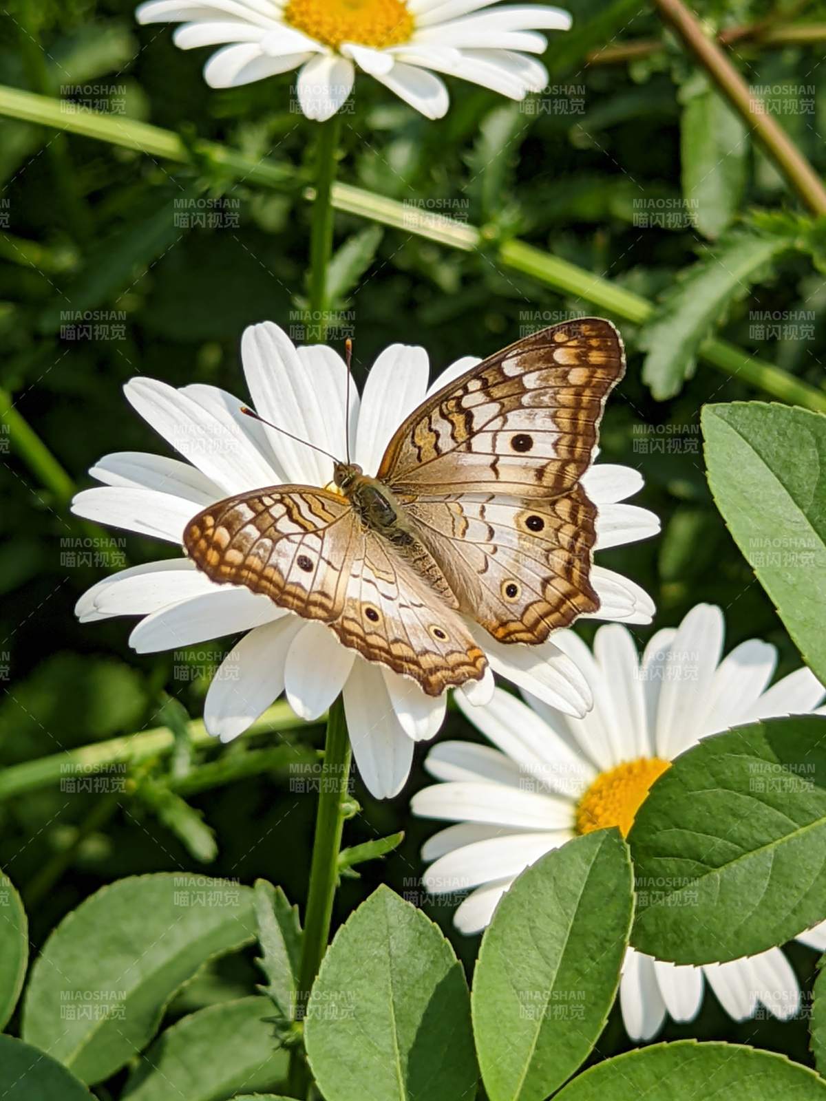 蝶舞雏菊间图片