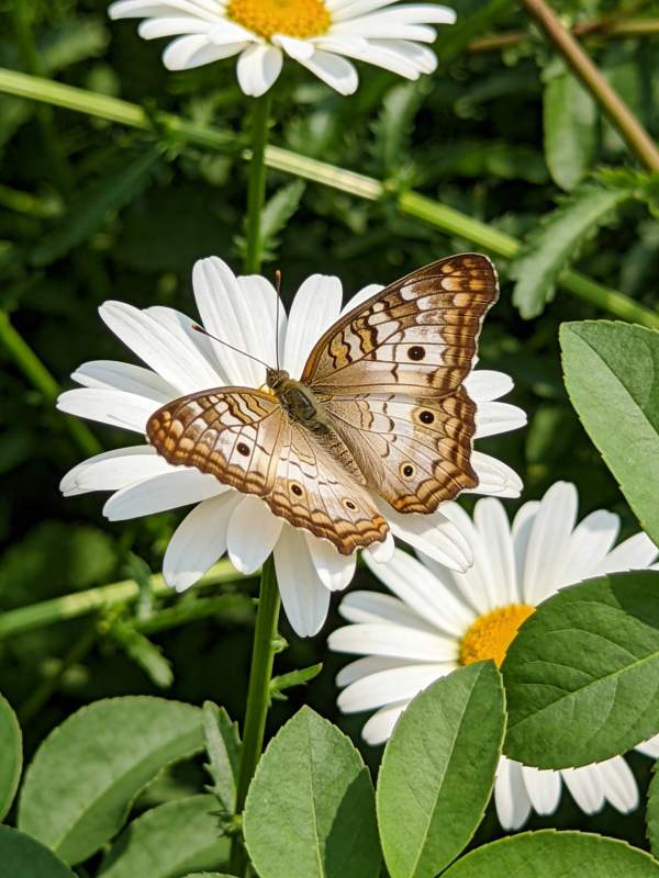 蝶舞雏菊间图片