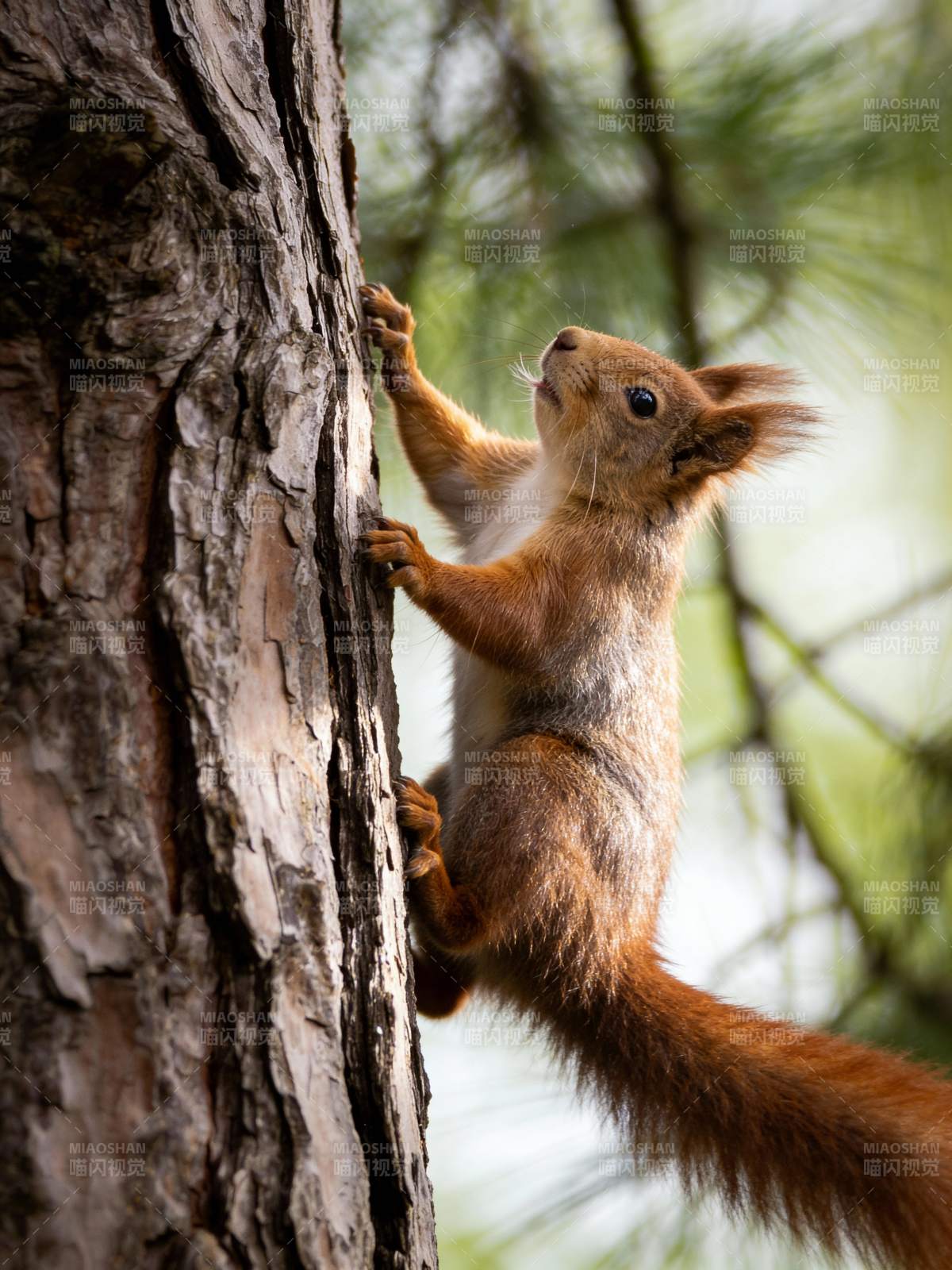 松鼠攀树图片