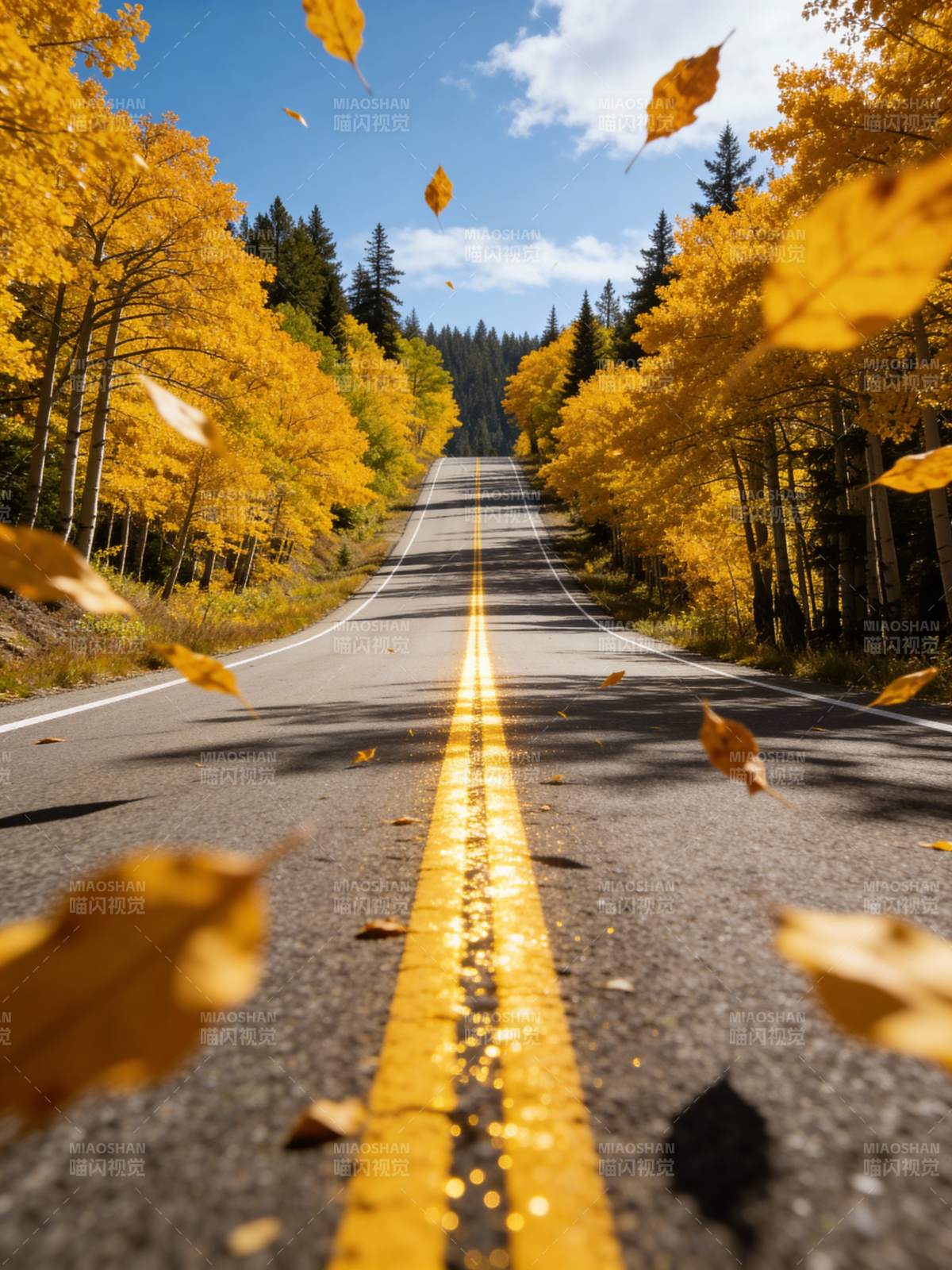 秋叶飘落的公路图片