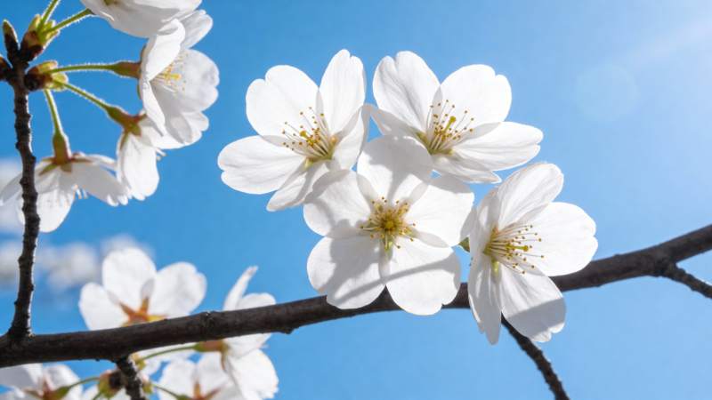 樱花绽放蓝天图片