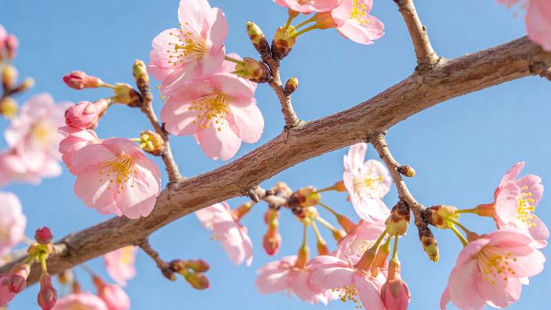 樱花绽放枝头图片