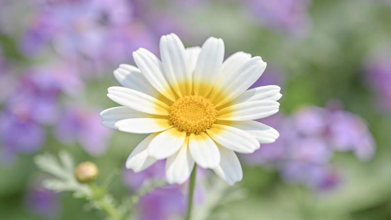 雏菊绽放 花香四溢图片