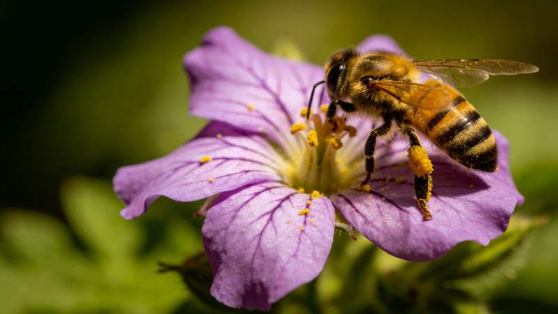 蜜蜂采蜜花间图片