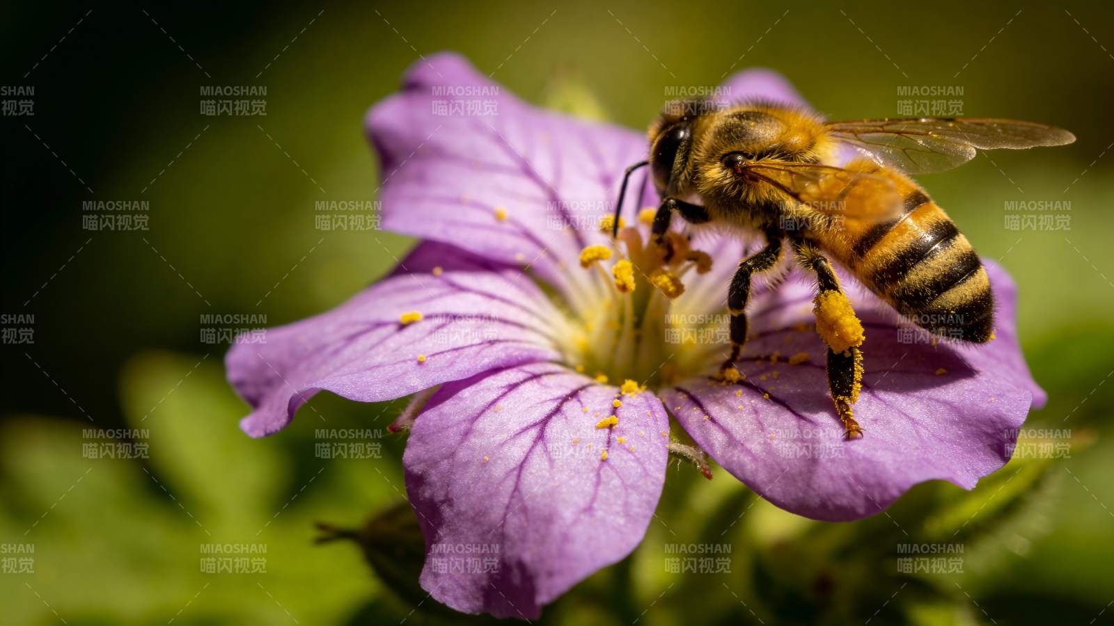蜜蜂采蜜花间图片